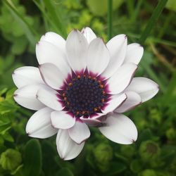 Close-up of flower blooming outdoors