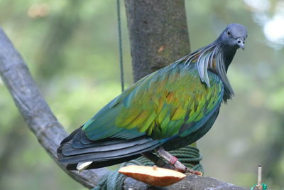 Close-up of parrot perching on tree