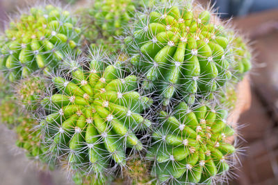 Close-up of succulent plant