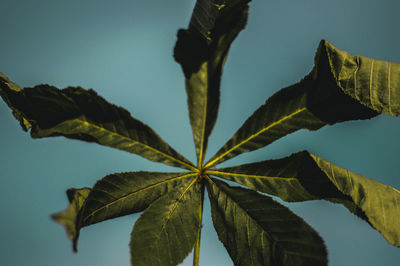 Close-up of leaves against blue sky