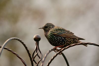 Close-up of bird perching outdoors