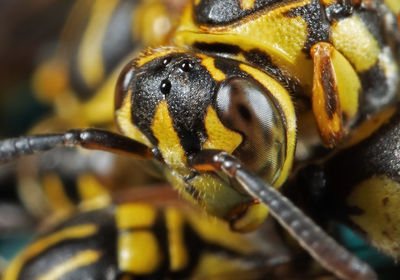 Close-up of bee on leaf