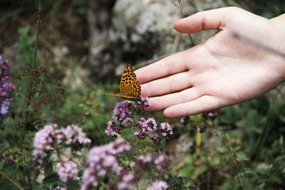 Close-up of butterfly on purple flower