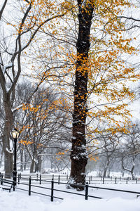 Trees on snow covered land during winter