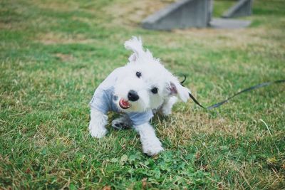 Close-up portrait of white dog on grass