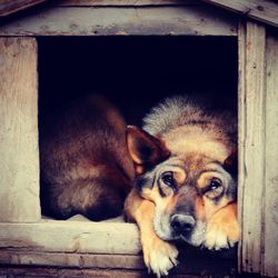 Portrait of dog resting on wood