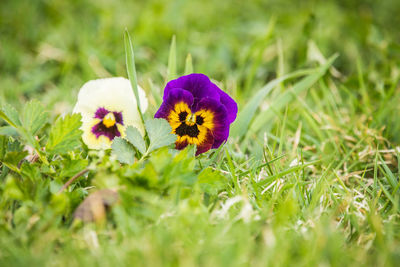 Close-up of purple crocus flowers on field