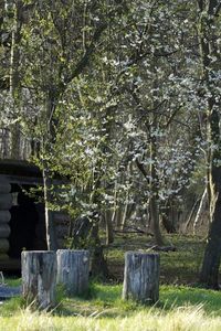 Trees growing in field