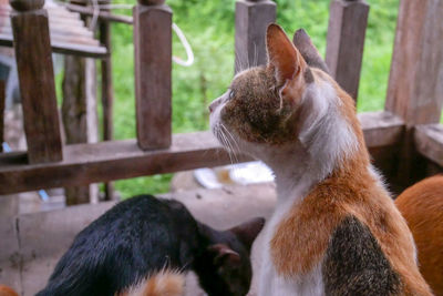 Close-up of a cat