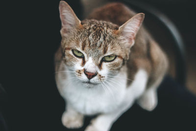 Close-up portrait of cat