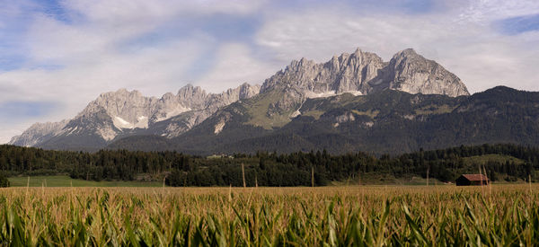 Wilder kaiser mountains above corn field