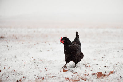 Black australorp chicken walking in the snow outside in iowa