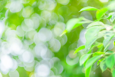 Full frame shot of fresh green plants