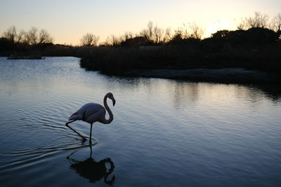 Swans in lake