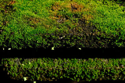 Full frame shot of flowering plants on land