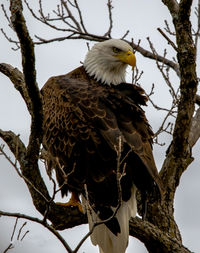 Low angle view of eagle perching on branch