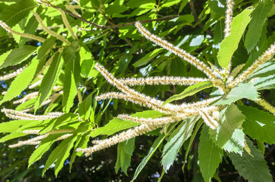 Close-up of insect on plant