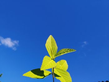 Low angle view of leaves against blue sky