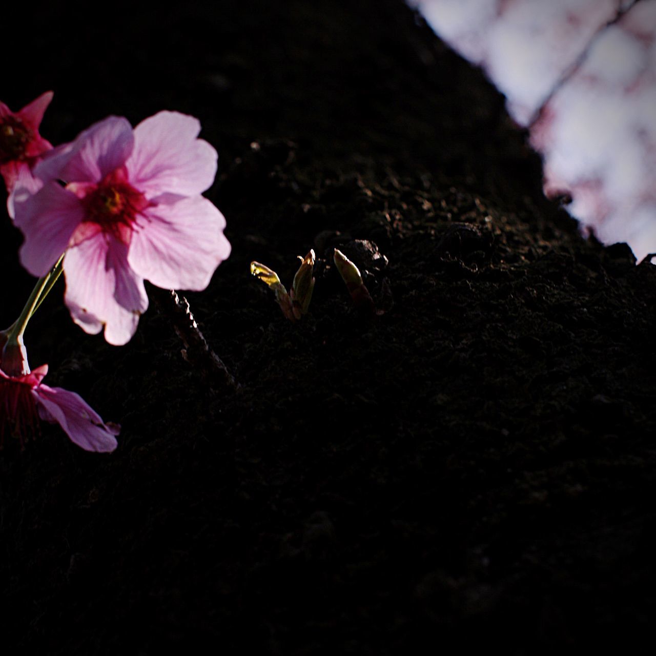 flower, petal, freshness, fragility, beauty in nature, growth, flower head, nature, blooming, plant, close-up, pink color, in bloom, blossom, botany, stem, no people, pollen, focus on foreground, outdoors