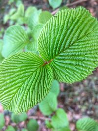 Close-up of plant