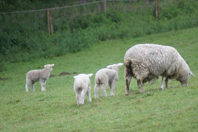 Sheep in pasture