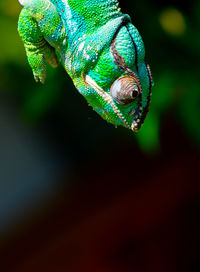 Close-up of a lizard on leaf