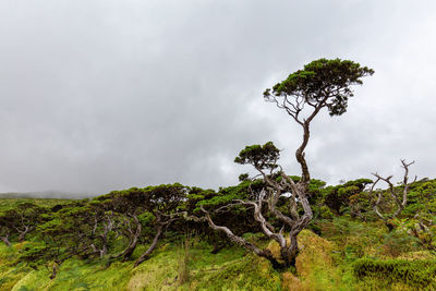 Tree on field against sky