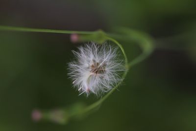 Close-up of white flower