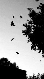 Low angle view of silhouette birds flying against sky