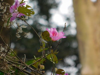 Close-up of pink flower