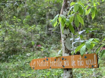 Close-up of sign board against trees at bellavista on santa cruz island galapagos 