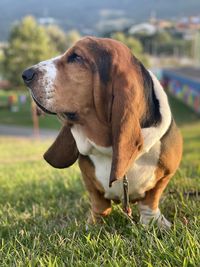 Dog looking away on field