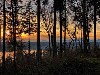 Silhouette trees by lake against sky during sunset