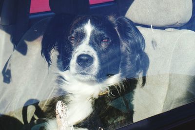 Close-up portrait of a dog