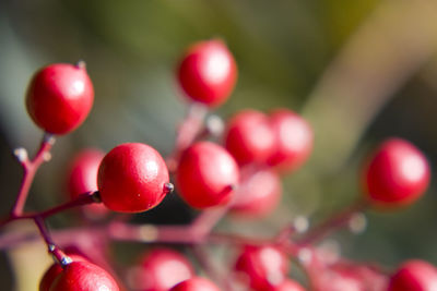 Close-up of red berries 