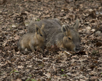 Close-up of squirrel