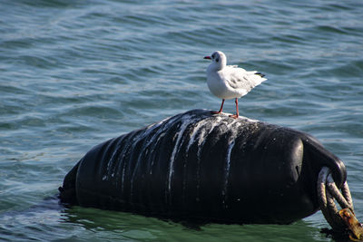 Seagull perching on a sea