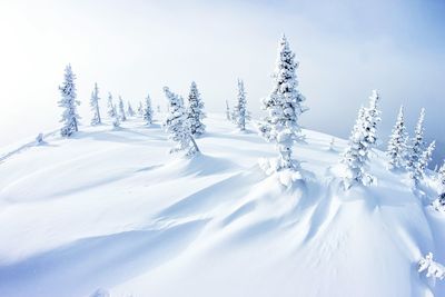 Pine trees on snow covered land against sky