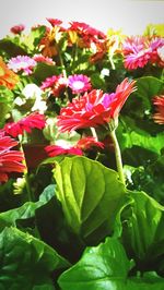 Close-up of pink flowering plant