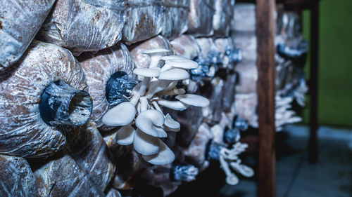 Close-up of shells for sale