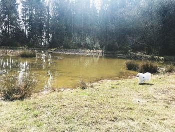 Swan on lake in forest