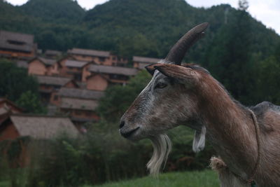 Close-up of a horse on field