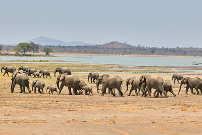 A herd of african elephants in vwaza, malawi