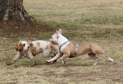 Dogs running on field