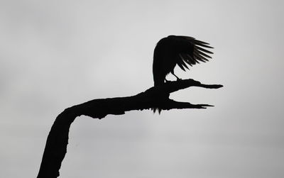 Silhouette bird flying against sky