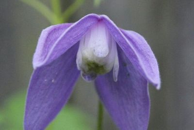 Close-up of purple flowers