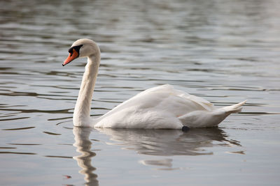 Swan swimming in lake