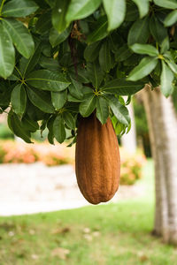 Close-up of fruit growing on tree