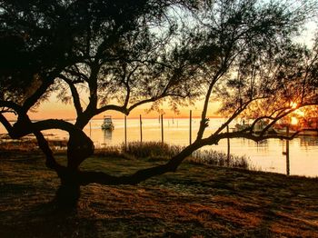 Silhouette trees on beach against sky during sunset