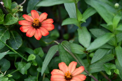 Close-up of red rose flower